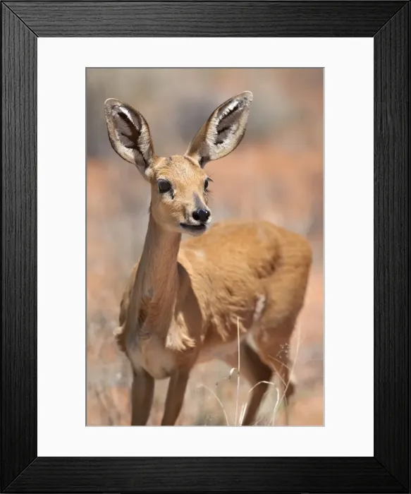 Framed Print : Female Steenbok(Raphicerus campestris), Kgalagadi Transfrontier Park, South Africa Framed Print : Female Steenbok(Raphicerus campestris), Kgalagadi Transfrontier Park, South Africa