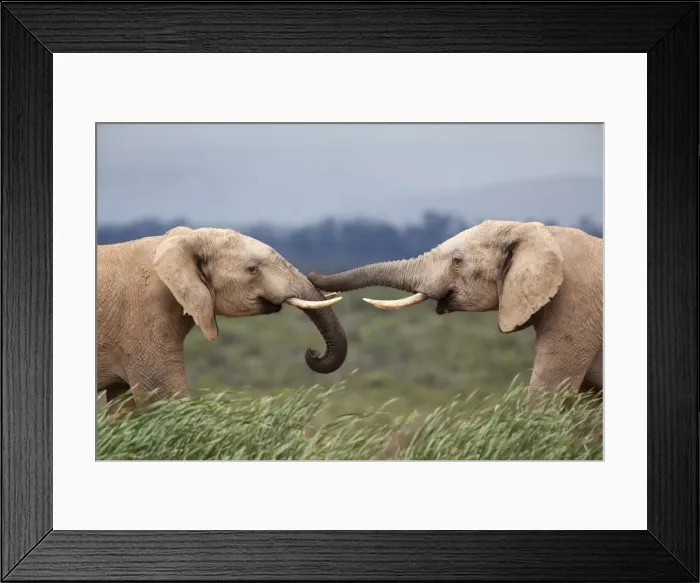 Framed Print : Elephants (Loxodonta africana), greeting, Addo National Park, Eastern Cape Framed Print : Elephants (Loxodonta africana), greeting, Addo National Park, Eastern Cape