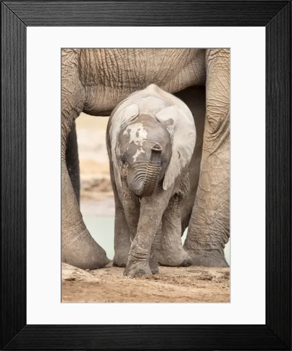 Framed Print : Baby elephant (Loxodonta africana), Addo Elephant National Park, Eastern Cape Framed Print : Baby elephant (Loxodonta africana), Addo Elephant National Park, Eastern Cape