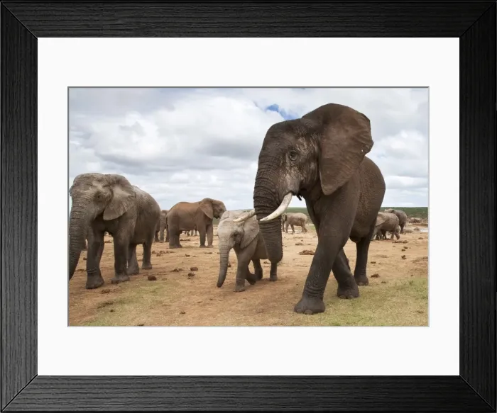 Framed Print : Elephants (Loxodonta africana), Addo National Park, Eastern Cape, South Africa, Africa Framed Print : Elephants (Loxodonta africana), Addo National Park, Eastern Cape, South Africa, Africa