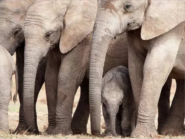 Breeding herd of elephant (Loxodonta africana), Addo Elephant National Park