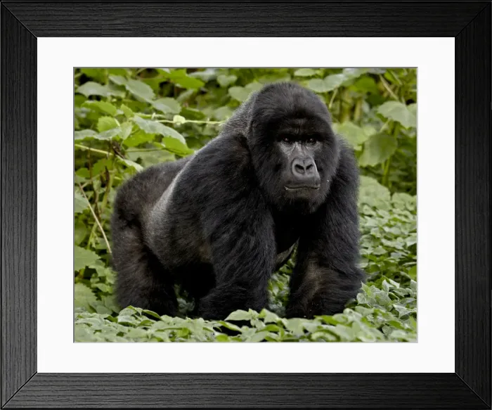 Framed Print : Mountain gorilla (Gorilla gorilla beringei) silverback of the Umubano group named Charles Framed Print : Mountain gorilla (Gorilla gorilla beringei) silverback of the Umubano group named Charles