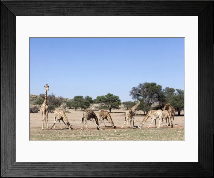 Framed Print : Giraffe (Giraffa camelopardalis), at water, Kgalagadi Transfrontier Park Framed Print : Giraffe (Giraffa camelopardalis), at water, Kgalagadi Transfrontier Park