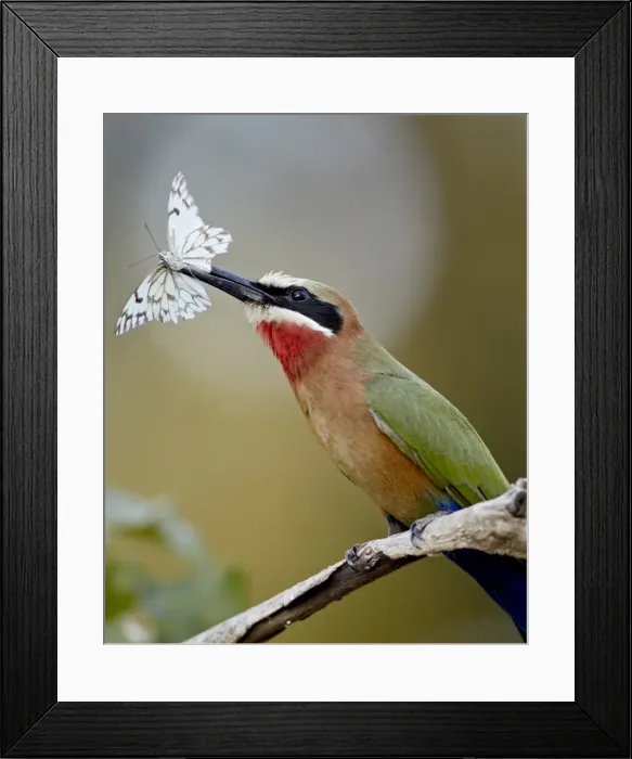 Framed Print : White-fronted bee-eater (Merops bullockoides) with a butterfly, Kruger National Park