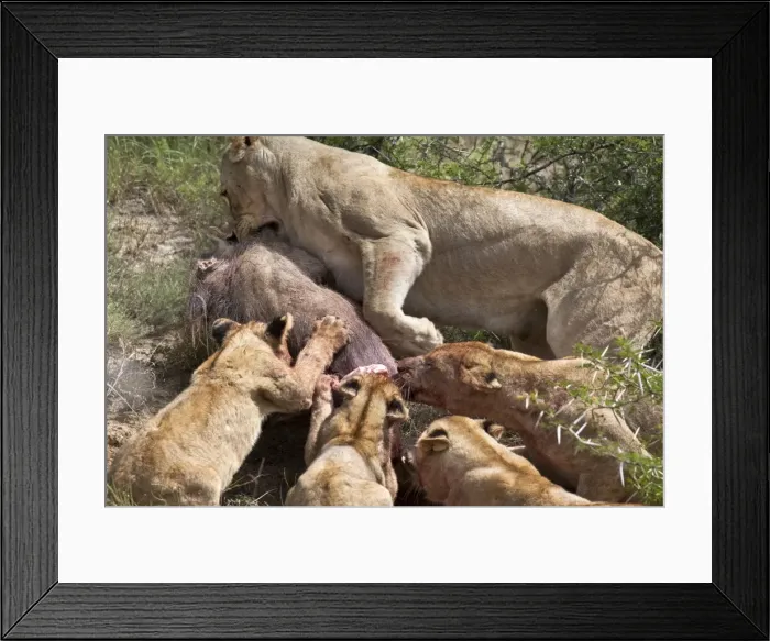Framed Print : Lioness with cubs (Panthera leo) on warthog kill, Kwandwe private reserve Framed Print : Lioness with cubs (Panthera leo) on warthog kill, Kwandwe private reserve