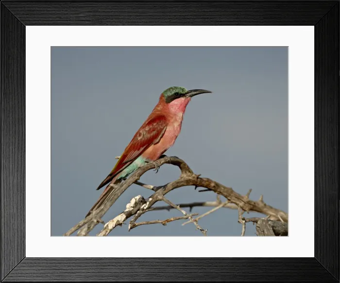 Framed Print : Southern carmine bee-eater (Merops nubicoides), Kruger National Park, South Africa Framed Print : Southern carmine bee-eater (Merops nubicoides), Kruger National Park, South Africa