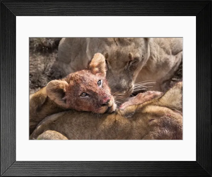 Framed Print : Lion cub (Panthera leo) on kill, Kwandwe private reserve, Eastern Cape Framed Print : Lion cub (Panthera leo) on kill, Kwandwe private reserve, Eastern Cape