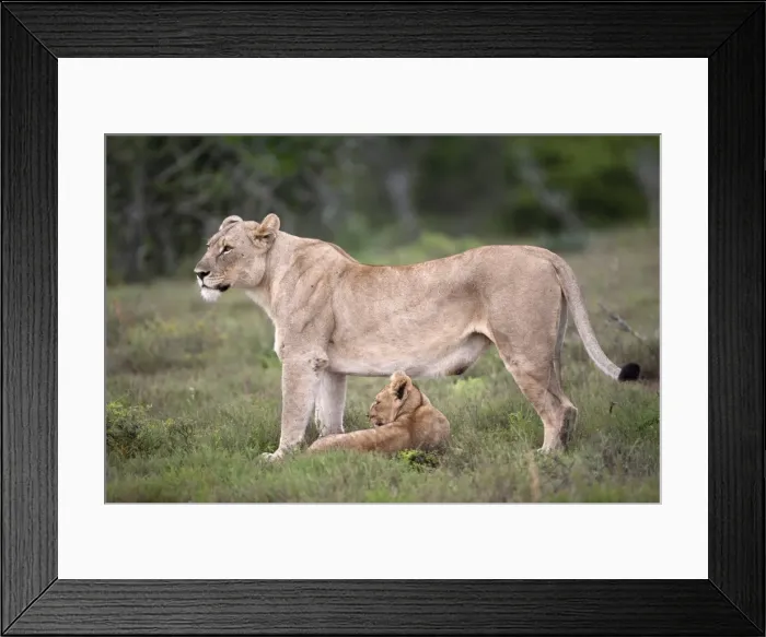 Framed Print : Lioness with cub (Panthera leo) Kwandwe private reserve, Eastern Cape, South Africa Framed Print : Lioness with cub (Panthera leo) Kwandwe private reserve, Eastern Cape, South Africa
