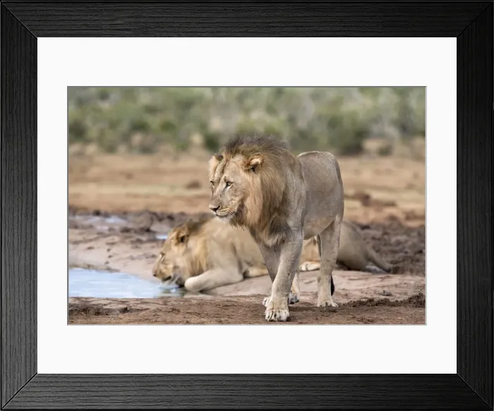 Framed Print : Male lions Panthera leo), Addo National Park, Eastern Cape, South Africa, Africa Framed Print : Male lions Panthera leo), Addo National Park, Eastern Cape, South Africa, Africa
