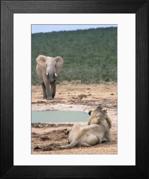 Framed Print : Male lion (Panthera leo), Addo National Park, Eastern Cape, South Africa, Africa Framed Print : Male lion (Panthera leo), Addo National Park, Eastern Cape, South Africa, Africa