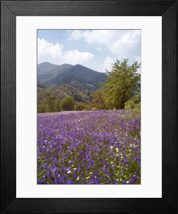 Framed Print : Spring flowers, Cantabria, Spain, Europe Framed Print : Spring flowers, Cantabria, Spain, Europe