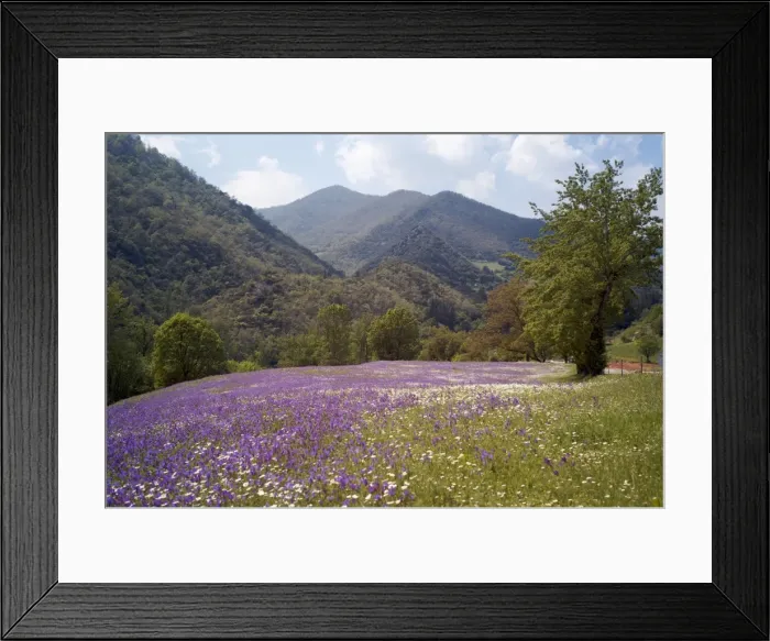 Framed Print : Spring flowers, Cantabria, Spain, Europe Framed Print : Spring flowers, Cantabria, Spain, Europe