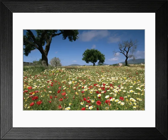 Framed Print : Spring flowers, Majorca, Balearic Islands, Spain, Europe Framed Print : Spring flowers, Majorca, Balearic Islands, Spain, Europe