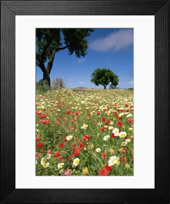 Framed Print : Spring flowers, Majorca, Balearic Islands, Spain, Europe Framed Print : Spring flowers, Majorca, Balearic Islands, Spain, Europe
