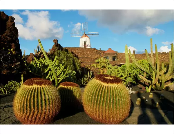 Cactus garden of Guatiza, Lanzarote, Canary Islands, Spain, Europe