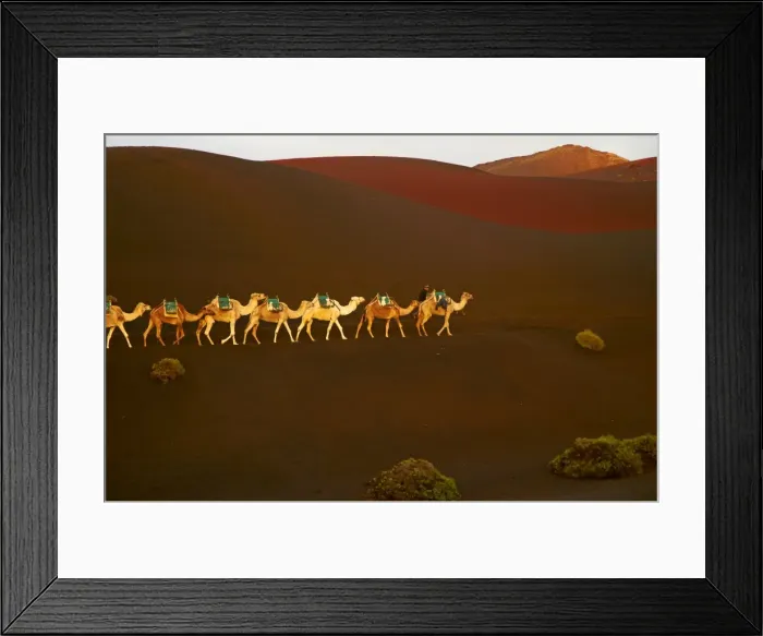 Framed Print : Excursion by camel to visit volcano, National Park of Timanfaya, Lanzarote Framed Print : Excursion by camel to visit volcano, National Park of Timanfaya, Lanzarote