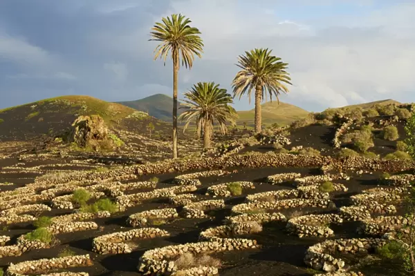 Vineyard near Yaiza, La Geria, Reserve of Biosphere, Lanzarote, Canary Islands