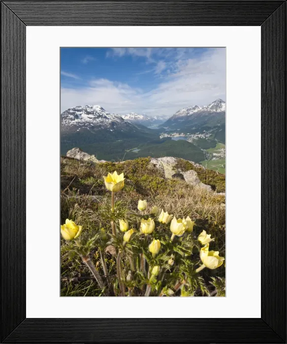 Framed Print : Alpine flowers and views of Celerina and St. Moritz from atop Muottas Muragl Framed Print : Alpine flowers and views of Celerina and St. Moritz from atop Muottas Muragl