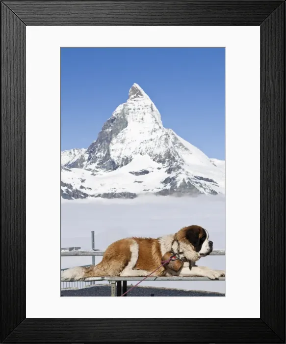 Framed Print : St. Bernard dog and Matterhorn from atop Gornergrat, Switzerland, Europe Framed Print : St. Bernard dog and Matterhorn from atop Gornergrat, Switzerland, Europe