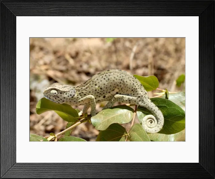 Framed Print : Chameleon with rolled tail on shrub, Tanzania, East Africa, Africa Framed Print : Chameleon with rolled tail on shrub, Tanzania, East Africa, Africa