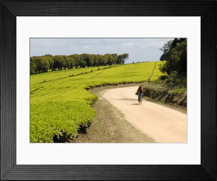 Framed Print : Tea plantation, Mufindi, Tanzania, East Africa, Africa Framed Print : Tea plantation, Mufindi, Tanzania, East Africa, Africa