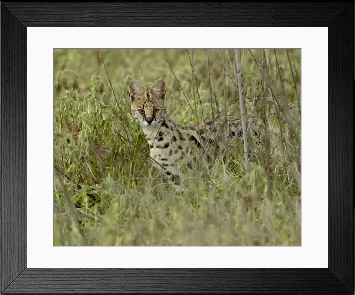 Framed Print : Serval (Felis serval), Ngorongoro Crater, Tanzania, East Africa, Africa Framed Print : Serval (Felis serval), Ngorongoro Crater, Tanzania, East Africa, Africa