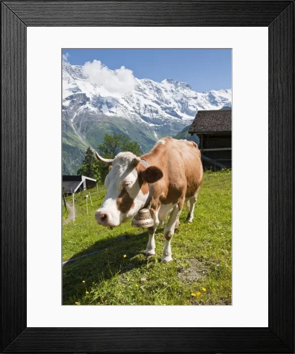 Framed Print : Jungfrau massif and cow near Murren, Jungfrau Region, Switzerland, Europe Framed Print : Jungfrau massif and cow near Murren, Jungfrau Region, Switzerland, Europe