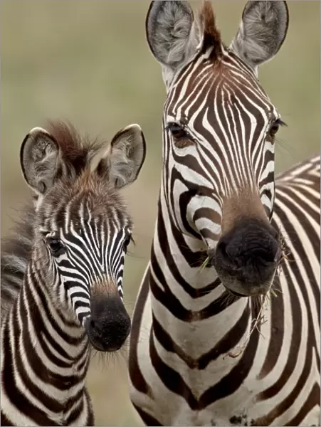 Common zebra or Burchells zebra (Equus burchelli) mother and calf