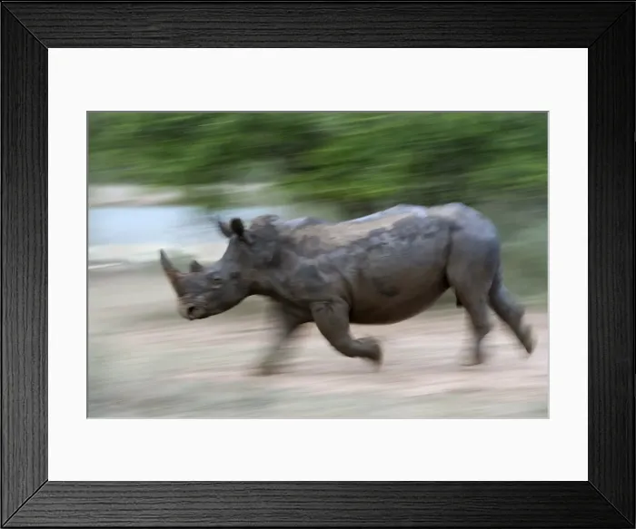 Framed Print : White rhino (Ceratotherium simum) charging, Hlane Royal National Park game reserve Framed Print : White rhino (Ceratotherium simum) charging, Hlane Royal National Park game reserve