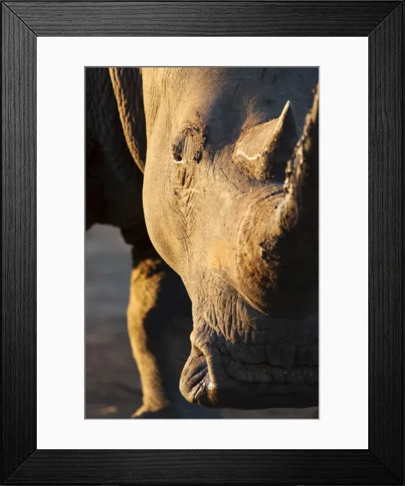 Framed Print : White rhino (Ceratotherium simum), close up with eye, Hlane Royal National Park game reserve Framed Print : White rhino (Ceratotherium simum), close up with eye, Hlane Royal National Park game reserve