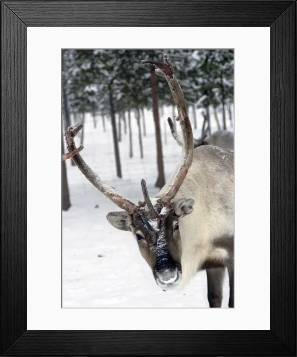Framed Print : Reindeer Safari, Jukkasjarvi, Sweden, Scandinavia, Europe Framed Print : Reindeer Safari, Jukkasjarvi, Sweden, Scandinavia, Europe
