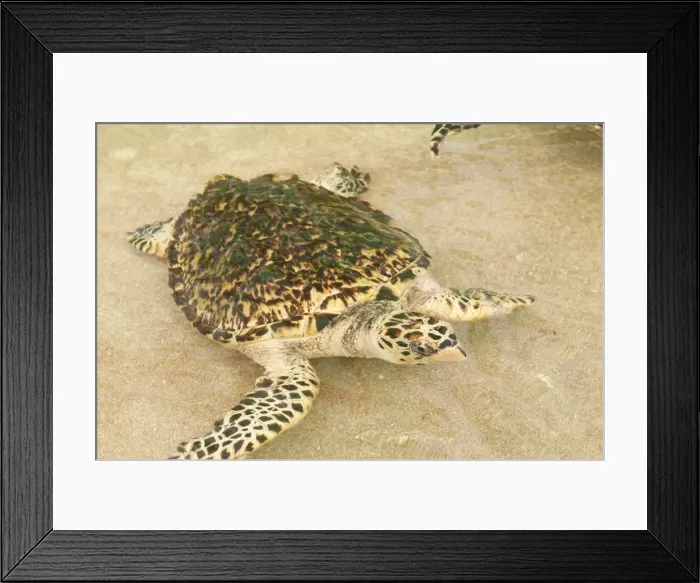 Framed Print : Old Hegg Turtle Sanctuary, Bequia, St. Vincent and The Grenadines, Windward Islands Framed Print : Old Hegg Turtle Sanctuary, Bequia, St. Vincent and The Grenadines, Windward Islands