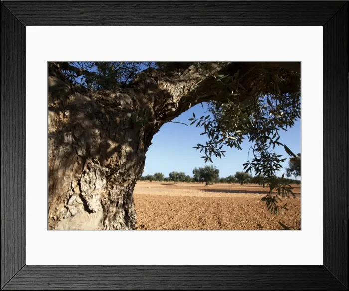 Framed Print : Olive groves, Gabes, Tunisia, North Africa, Africa Framed Print : Olive groves, Gabes, Tunisia, North Africa, Africa