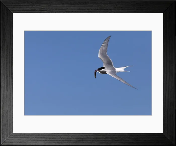 Framed Print : Arctic tern (Sterna paradisaea), with fish, Farne Islands, Northumberland coast Framed Print : Arctic tern (Sterna paradisaea), with fish, Farne Islands, Northumberland coast