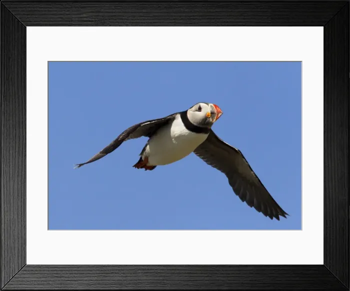 Framed Print : Puffin (Fratercula arctica), flying, Farne Islands, Northumberland, England Framed Print : Puffin (Fratercula arctica), flying, Farne Islands, Northumberland, England