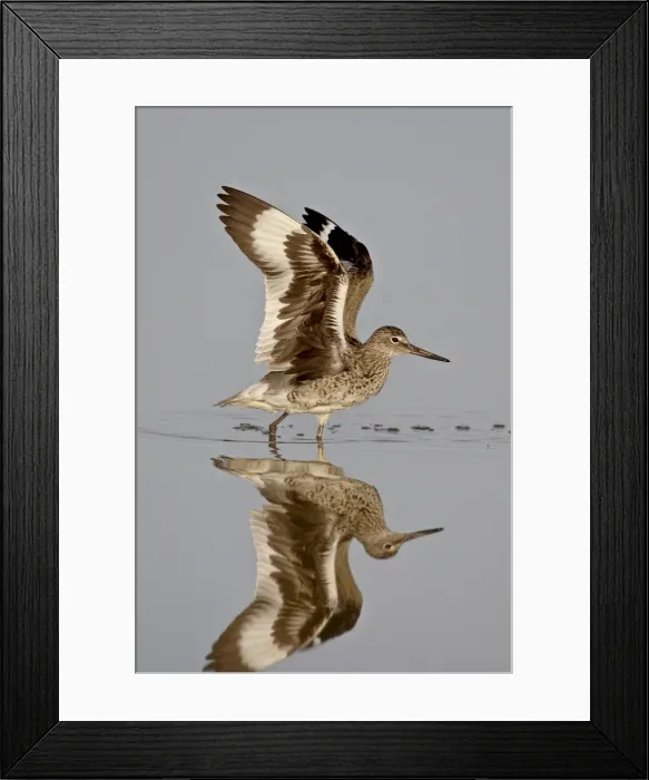 Framed Print : Willet (Tringa semipalmata) in breeding plumage stretching its wings, Antelope Island State Park Framed Print : Willet (Tringa semipalmata) in breeding plumage stretching its wings, Antelope Island State Park
