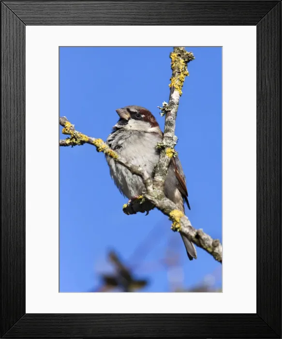Framed Print : House sparrow (Passer domesticus), United Kingdom, Europe Framed Print : House sparrow (Passer domesticus), United Kingdom, Europe