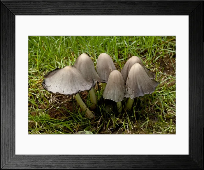 Framed Print : Inky cap (Coprinopsis atramentaria), Wasilla, Alaska, United States of America Framed Print : Inky cap (Coprinopsis atramentaria), Wasilla, Alaska, United States of America