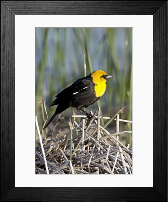 Framed Print : Male yellow-headed blackbird (Xanthocephalus xanthocephalus), Bear River Migratory Bird Refuge Framed Print : Male yellow-headed blackbird (Xanthocephalus xanthocephalus), Bear River Migratory Bird Refuge