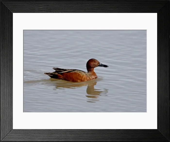 Framed Print : Cinnamon teal (Anas cyanoptera) drake, Bear River Migratory Bird Refuge Framed Print : Cinnamon teal (Anas cyanoptera) drake, Bear River Migratory Bird Refuge