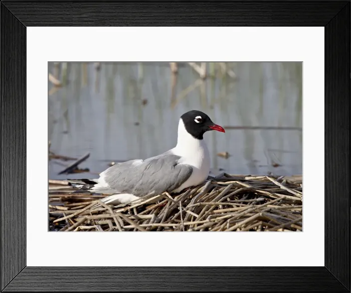 Framed Print : Franklins gull (Leucophaeus pipixcan), Bear River Migratory Bird Refuge Framed Print : Franklins gull (Leucophaeus pipixcan), Bear River Migratory Bird Refuge