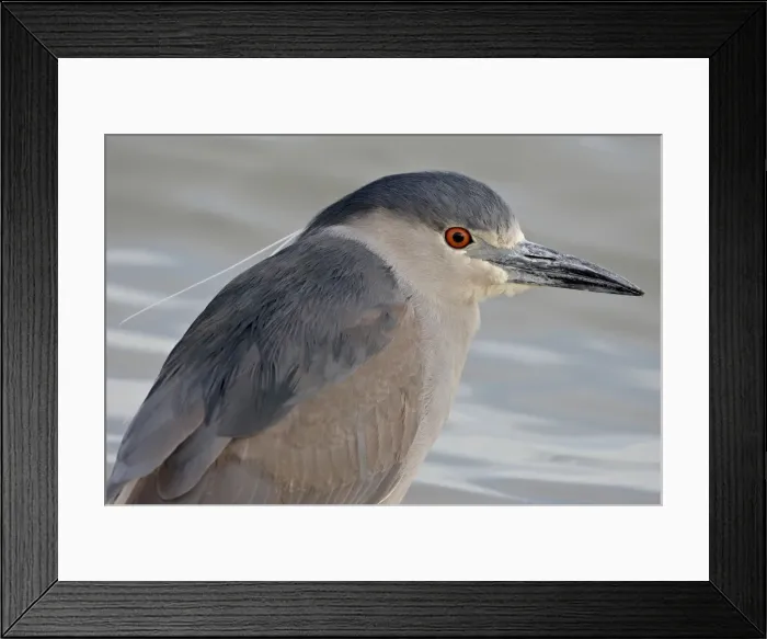 Framed Print : Black-crowned night-heron (Nycticorax nycticorax), Bear River Migratory Bird Refuge Framed Print : Black-crowned night-heron (Nycticorax nycticorax), Bear River Migratory Bird Refuge