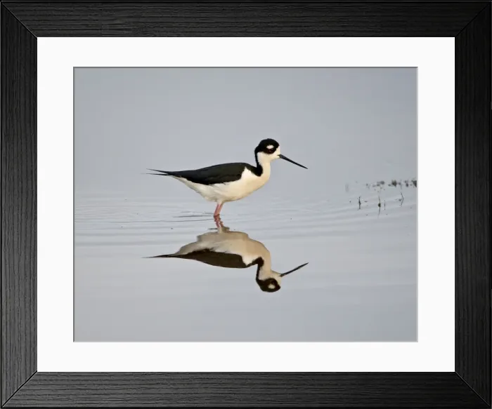 Framed Print : Black-necked stilt (Himantopus mexicanus) with reflection, Bear River Migratory Bird Refuge Framed Print : Black-necked stilt (Himantopus mexicanus) with reflection, Bear River Migratory Bird Refuge