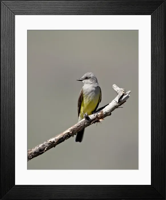 Framed Print : Western kingbird (Tyrannus verticalis), Okanogan County, Washington State Framed Print : Western kingbird (Tyrannus verticalis), Okanogan County, Washington State