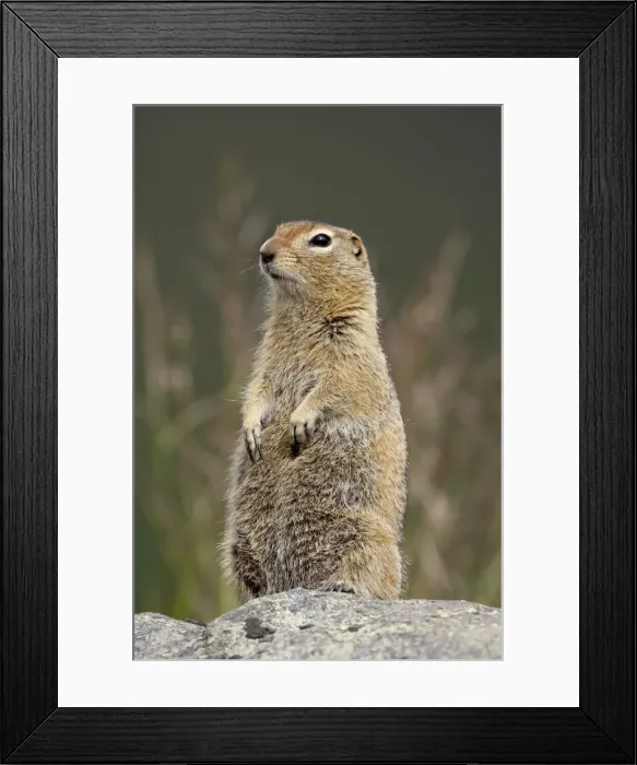 Framed Print : Arctic ground squirrel (Parka squirrel) (Citellus parryi), Hatcher Pass Alaska Framed Print : Arctic ground squirrel (Parka squirrel) (Citellus parryi), Hatcher Pass Alaska