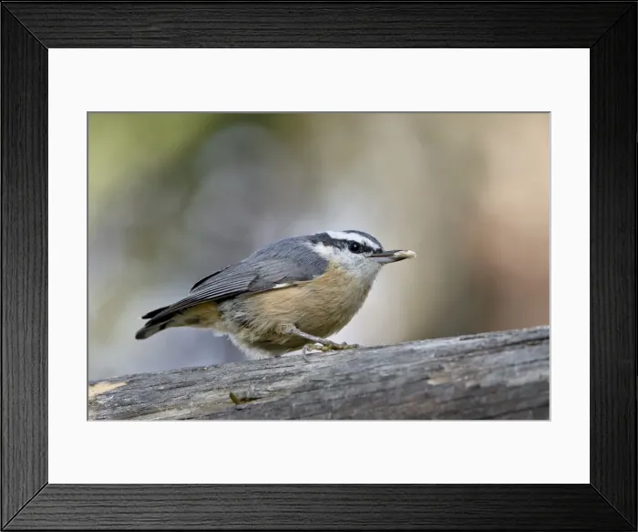 Framed Print : Female red-breasted nuthatch (Sitta canadensis), Wasilla, Alaska, United States of America Framed Print : Female red-breasted nuthatch (Sitta canadensis), Wasilla, Alaska, United States of America