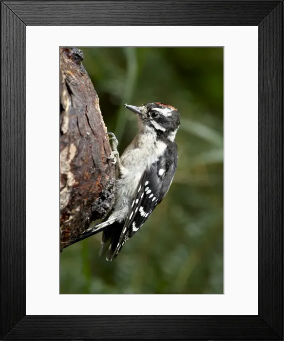 Framed Print : Downy woodpecker (Picoides pubescens), Wasilla, Alaska, United States of America Framed Print : Downy woodpecker (Picoides pubescens), Wasilla, Alaska, United States of America