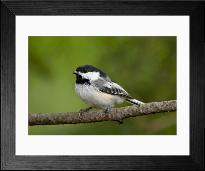 Framed Print : Black-capped chickadee (Poecile atricapillus), Wasilla, Alaska, United States of America Framed Print : Black-capped chickadee (Poecile atricapillus), Wasilla, Alaska, United States of America