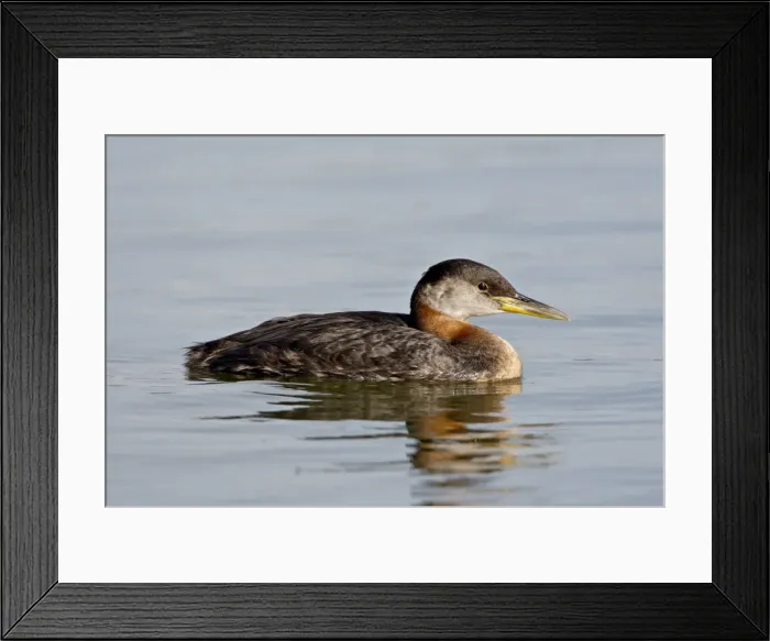 Framed Print : Red-necked grebe (Podiceps grisegena), Wasilla, Alaska, United States of America