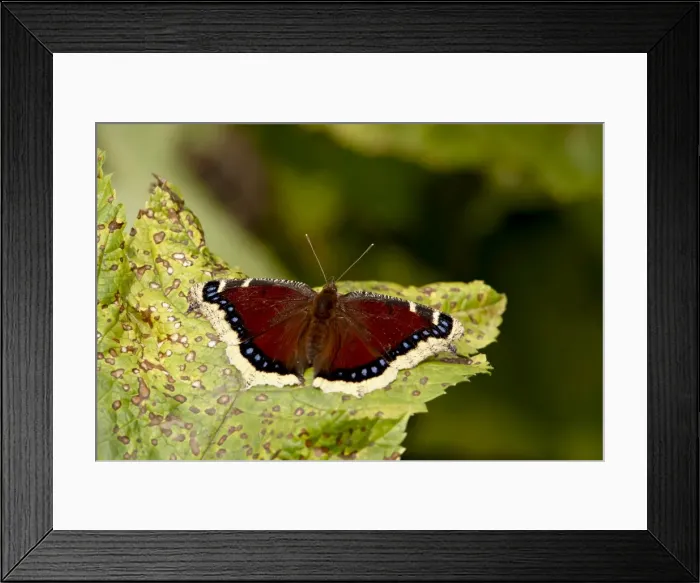 Framed Print : Mourning cloak (Camberwell beauty) (Nymphalis antiopa), Palmer, Alaska Framed Print : Mourning cloak (Camberwell beauty) (Nymphalis antiopa), Palmer, Alaska